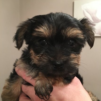 William12702705's profile picture. Pure bred small Yorkshire terrier puppies. 12 weeks old. To good home
only, preferably with fenced in yard. lil Rehoming fee required..text/call ((216) 307-8468