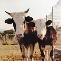 angelsfarmsanctuary(@angelsfarmsanc1) 's Twitter Profile Photo