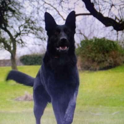 Take That fan 😜 Supports Spurs and Coventry City. Luv dogs esp GSD's,Mali's &Labs.