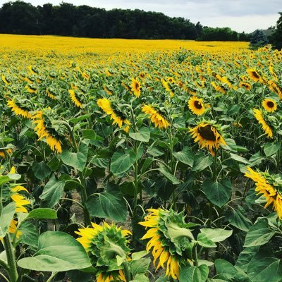 JuliD_Autorin's profile picture. Liebt das Schreiben und Plotten ihrer im Kopf befindlichen Ideen. Ist süchtig nach Kaffee, Vollmilchschoki jeder Art und Büchern mit Happy End.