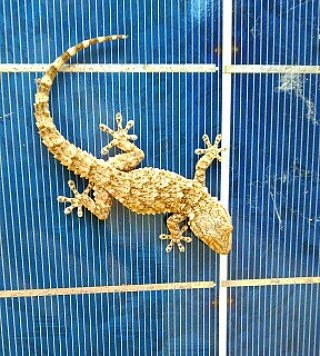 livin0emissions's profile picture. La radiación del Sol que incide sobre la Tierra durante una hora produciría más energía que toda la que utilizan los habitantes del planeta en un año.