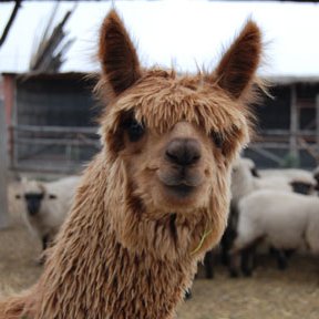 Just a llama fighting for a fair, just world. Healthcare & higher ed for all. Reproductive justice. Wear a mask, people! #WomensRightsAreHumanRights