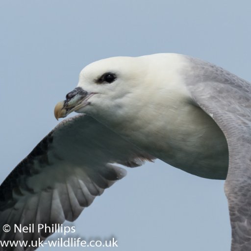 UK_Wildlife Profile Picture