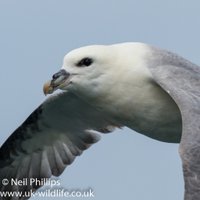 Neil Phillips(@UK_Wildlife) 's Twitter Profileg