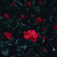 وسيطة زواج عزاب مطلقين ارامل (@ploplkni) 's Twitter Profile Photo