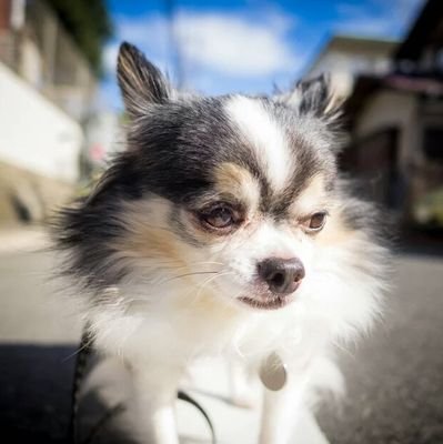 趣味。写真、眩しいチワワとゴロゴロなど。少し前に保護犬のマロンさんをお家に迎えました。
休みが不定期になって平日の民（たまに週末）になりました。
コスピクセル→https://t.co/D0OpvjR7rA
インスタ→https://t.co/YtmCEvQiRe