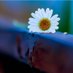 ♥بقايا الورد♥ (@44_drar) Twitter profile photo ♥بقايا الورد♥ (@44_drar) Twitter profile photo