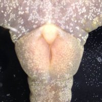 みちのくのサラマンダー (@salamander320) 's Twitter Profile Photo