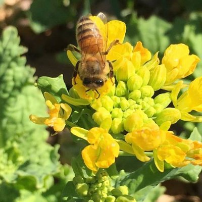 小金井公園の花のはちみつ Koganei2 Twitter