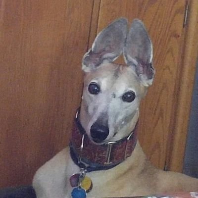 SchweppeL's profile picture. PROUD DEPLORABLE

MAGA!!
TRUMP 2020
#nolibtards
DOG Lover Rescue/Adopt 
#VetsNOTillegals
Rescue Greyhounds.
Conservative Chic.
Support NRA
#DemsRthedevil