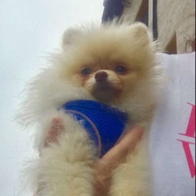 BBThePom1 Profile Picture