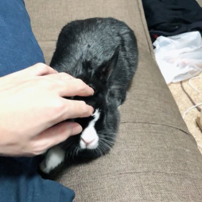 モンスト垢  ガチャ引いたらルシファーでたから始めた勢 画像は我が家の暴れん坊🐰🐇