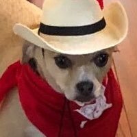 ˢᵏᶦⁿⁿʸ ˡᵉᵍᵉⁿᵈ ᶜᵒʷᵍᵃʸ ʸᵉᵉʰᵃʷ(@fuckin_yeehaw) 's Twitter Profile Photo