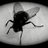 I am a house fly
