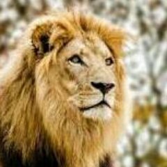 ccavalcantejr's profile picture. ✌😋