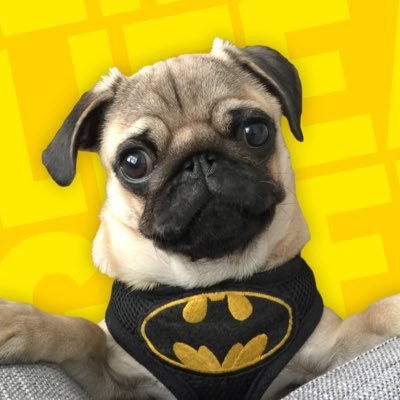 I am vengeance, I am the night, I am Batpug 🐾 Now handover the treats 🥓🍖🍕