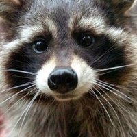 🦝Curious Racoon🦝 (@sun01421176) 's Twitter Profile