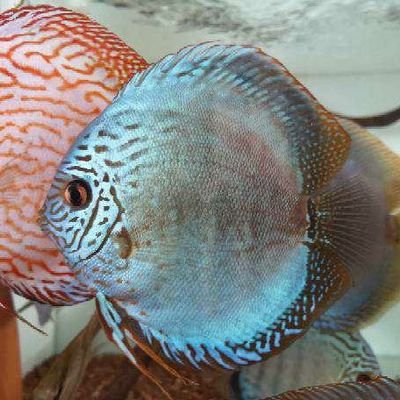 yuooke's profile picture. 