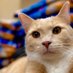 Aiden (@aidencliniccat) Twitter profile photo Aiden (@aidencliniccat) Twitter profile photo