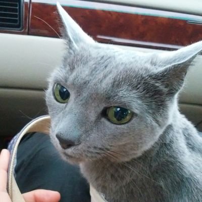 akikinuto's profile picture. 