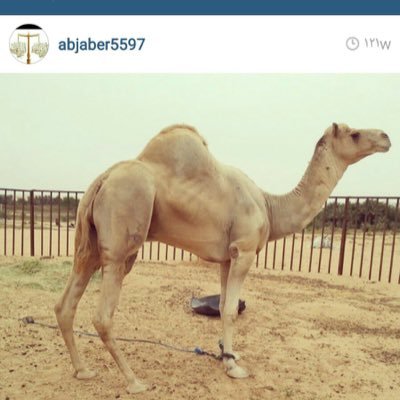 اللطيف