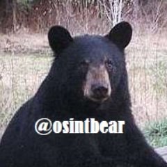 osintbear Profile Picture