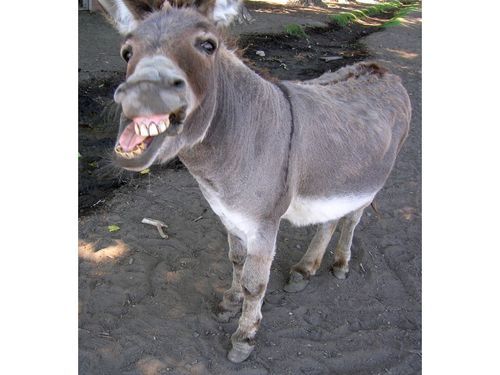 burroconpelos's profile picture. 