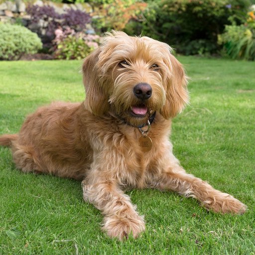 Hello,my name is Bailey and as you can see I am a dog. But not just any dog I am a Labradoodle my dad was a Poodle called Trevor and my mum was a Labrador.