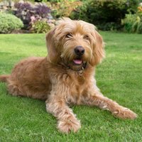 Bailey the Doodle (@baileythedoodle) 's Twitter Profile Photo