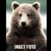 Ingen Vet (@ingenveet) Twitter profile photo Ingen Vet (@ingenveet) Twitter profile photo
