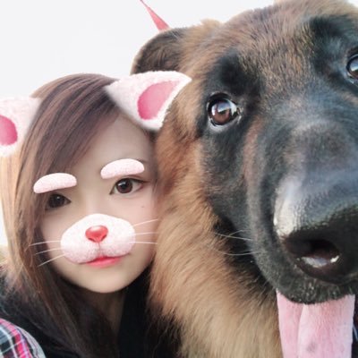 ミ ユ 秋田犬とシェパードのミックスって 熊にしか見えへん ってゆうか なんでミックスにしよと思ったん