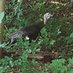 Turkey Todd (@turkeytodd1) Twitter profile photo Turkey Todd (@turkeytodd1) Twitter profile photo
