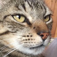 Tomas Osorio (@tomioso03) 's Twitter Profile