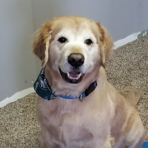 This page is created to spread word about our boy Charlie. He needs your help. Please share the attached #gofundme page