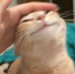 padulets's profile picture. 