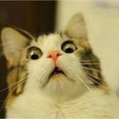Lustige Katzen Videos Videoskatzen توییتر