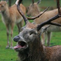 критическая ситуация (@iinkognida) 's Twitter Profile