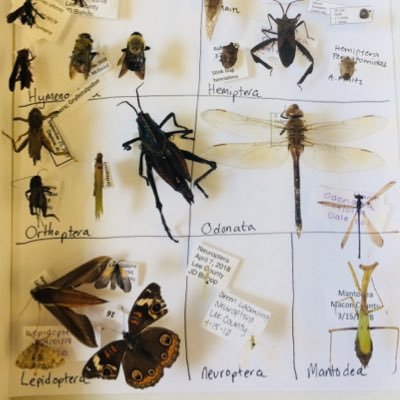 Club devoted to entomology education and outreach