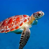 Turtle(@swimming_free) 's Twitter Profileg
