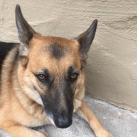 Living A Dog's Life (@edwardf77240779) 's Twitter Profile