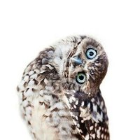 Iridescent Ashes (Iridescent-Ashes at b sky) (@iridescentashes) 's Twitter Profile Photo Iridescent Ashes (Iridescent-Ashes at b sky) (@iridescentashes) 's Twitter Profile Photo