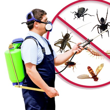 DoItYourselfPestControl is a pest removal service focused on winged insects and rodent extermination.
