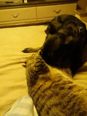 J66707460's profile picture. 