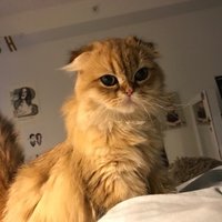 🐈 (@catloversu) 's Twitter Profile Photo