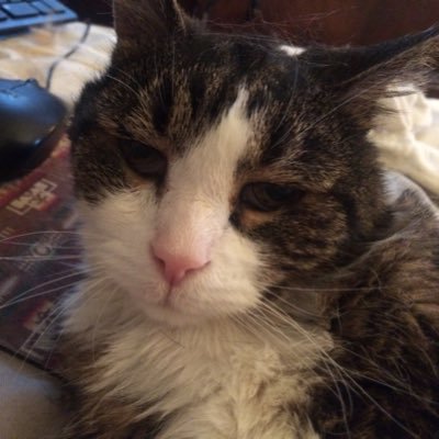 brucestill1's profile picture. 