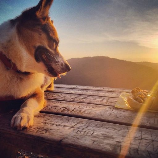 perrydiaz46's profile picture. i love you corgi ^^