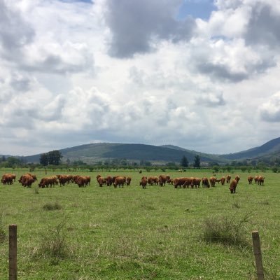 Ovinos: Pelibuey, Katahdin y Dorper; Ganado: Angus y Brangus; Avicultura: Gallinas ponedoras y Pollo de engorda