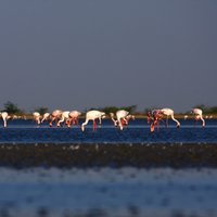 SDMPatdi (@sdmpatdi) 's Twitter Profile