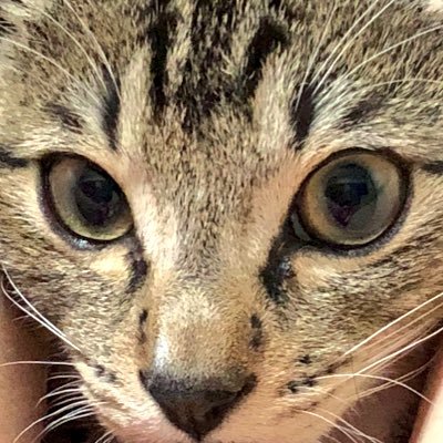 Lさんのプロフィール画像