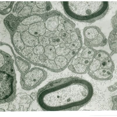 awoodhoo's profile picture. Gene Regulatory Control Laboratory